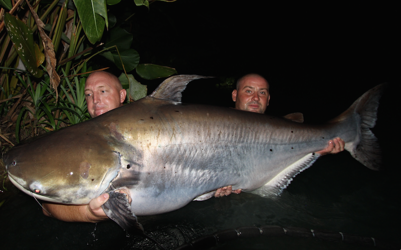 Chao Phraya catfish 150lb plus