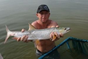 Chinese_Seerfish_or_Scomberomorus_sinensis