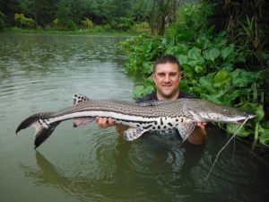 Firewood Catfish