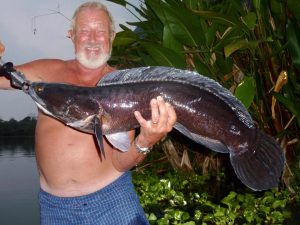 Giant Snakehead