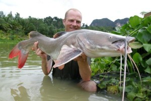 Library_Asian_Redtail_Catfish