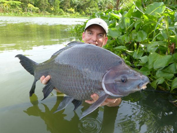 Black Shark Carp  Gillhams Fishing Resorts