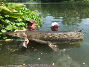 Alligator Gar