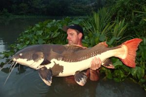Amazon Red Tail Catfish