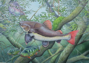 august2009_0066_Amazon_red_tail_catfish_painting_Chris_Turnbull