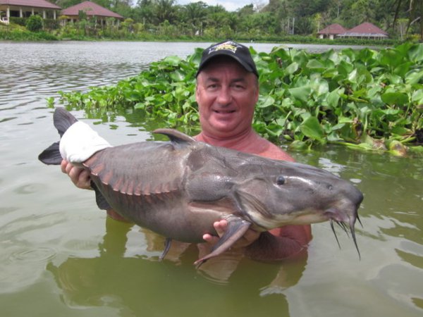 Ripsaw Catfish  Gillhams Fishing Resorts