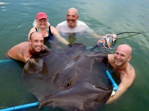 Giant Freshwater Stingray