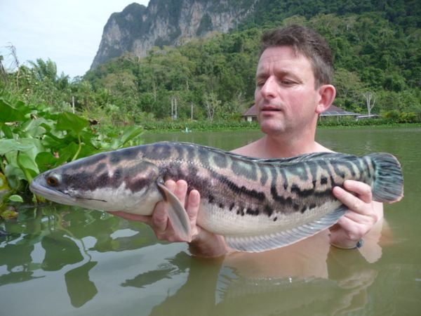 Giant Snakehead  Gillhams Fishing Resorts