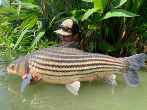 Julian’s Golden Carp