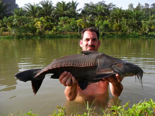 Ripsaw Catfish  Gillhams Fishing Resorts