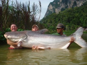 Mekong Catfish  Gillhams Fishing Resorts