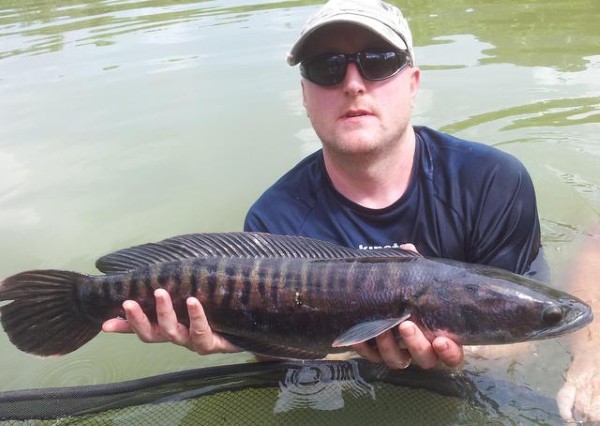 Giant Snakehead fishing in Thailand - Bushguide 101