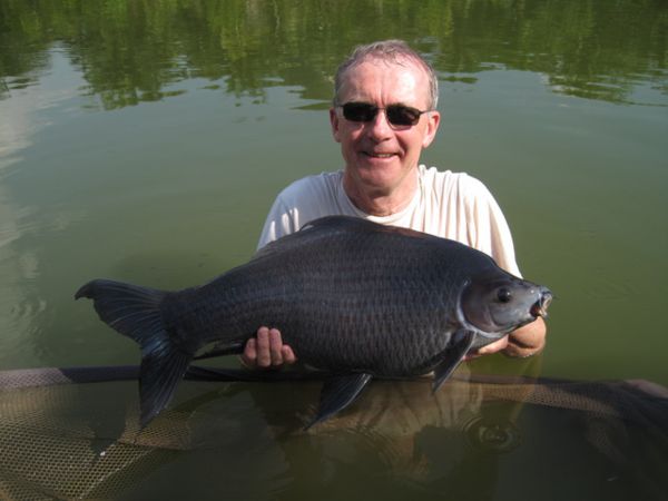 Black Shark Carp  Gillhams Fishing Resorts