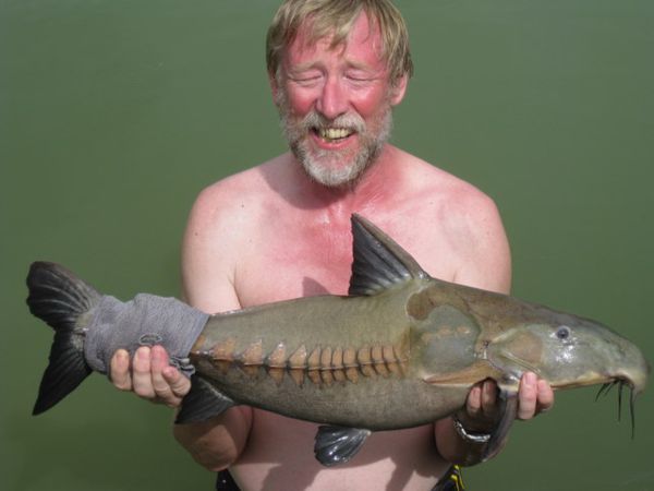 Ripsaw Catfish  Gillhams Fishing Resorts