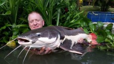 Amazon-Red-Tail-Catfish-Gillhams-Thailand-December-2015