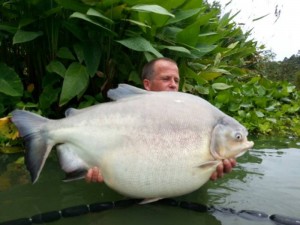 Black Pacu