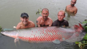 Arapaima