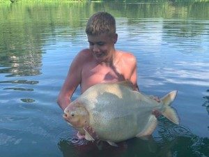 Red Bellied Pacu